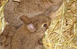 vue d'ensemble de l'élévage de lapins de garenne des chataîgniers