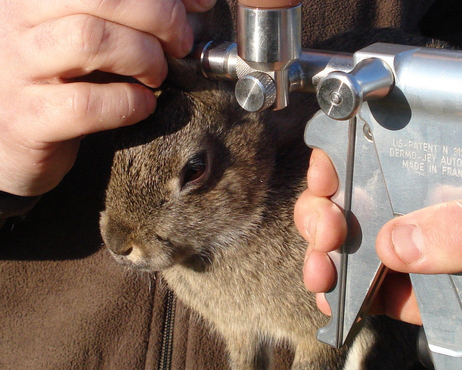 vaccination d'un lapin de garenne